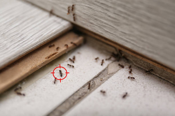 Professional Pest Control in Fruitland, ID