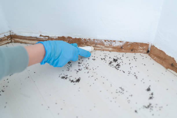 Best Insect Control  in Fruitland, ID
